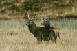 Red Deer